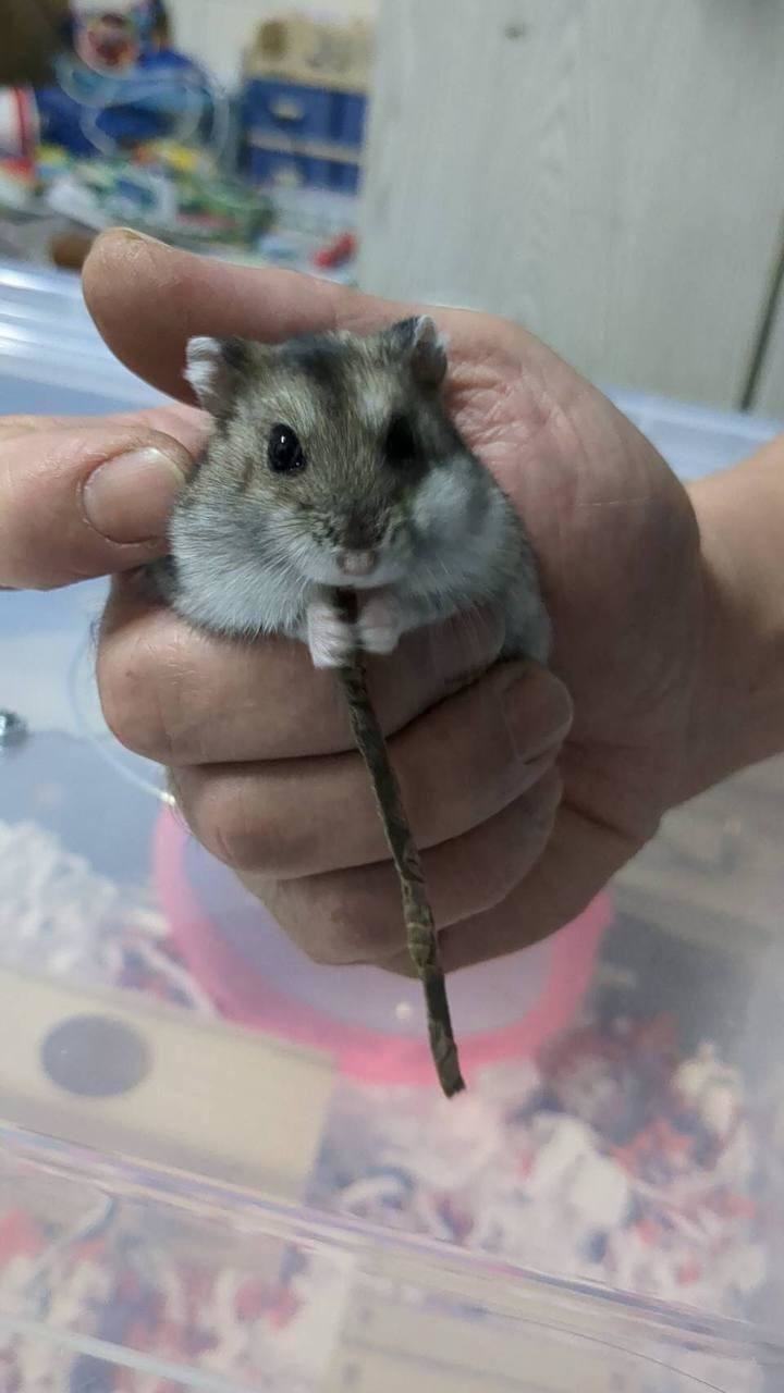 小肉丸