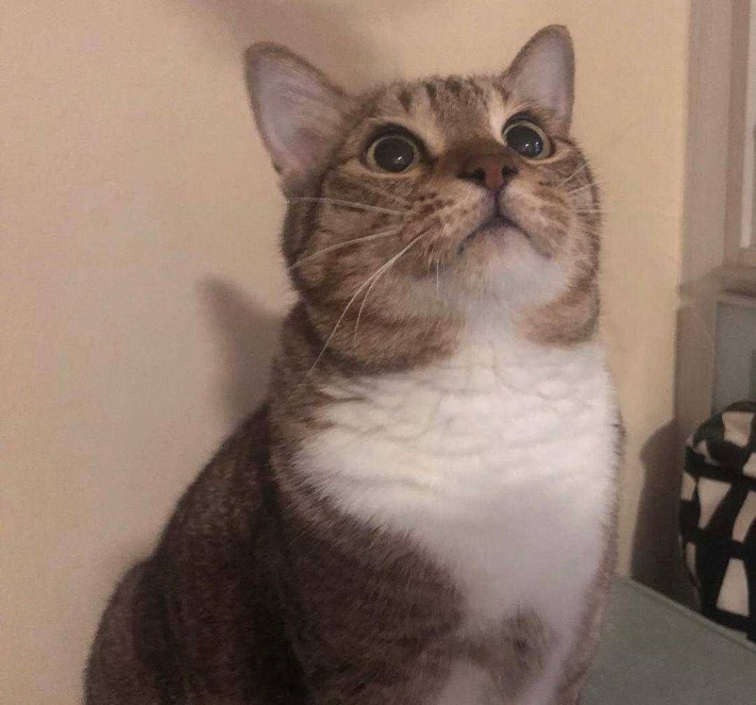Neko