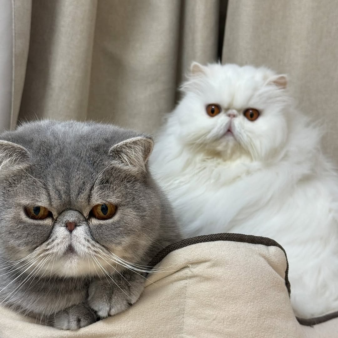 Mochi、Bella